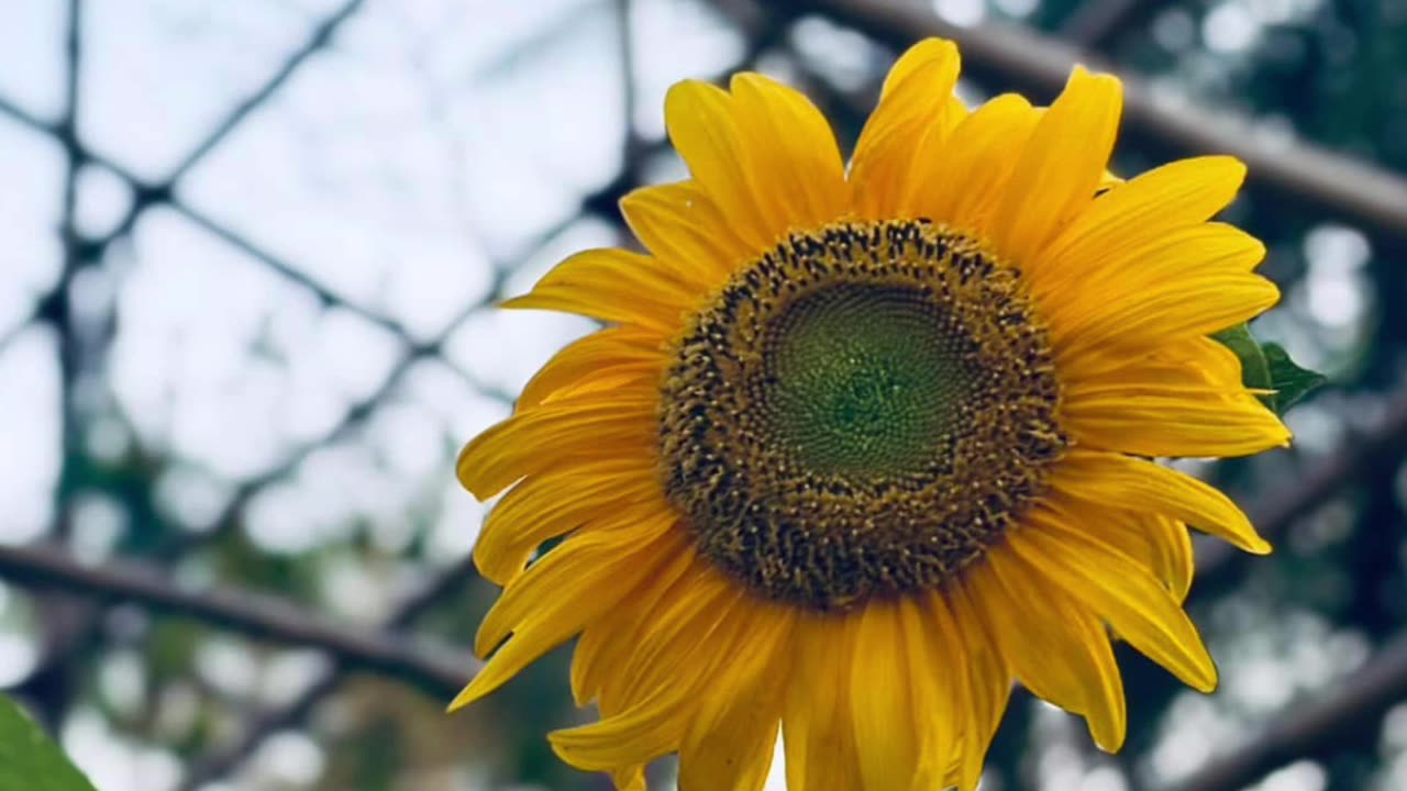 Nature’s perfect artwork.