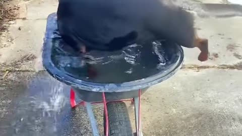 Dog's Comedy Videos 🤣 so cute videos 😍 funny videos 🤣 Live Camera HD 🤩