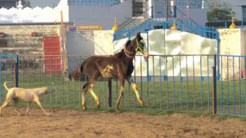 "DOG vs HORSE" WHO WINS THE MATCH 😂😂😂🤣🤣🤣