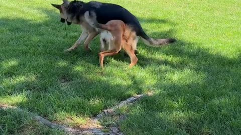 Dogs Get Stuck on Spin Cycle