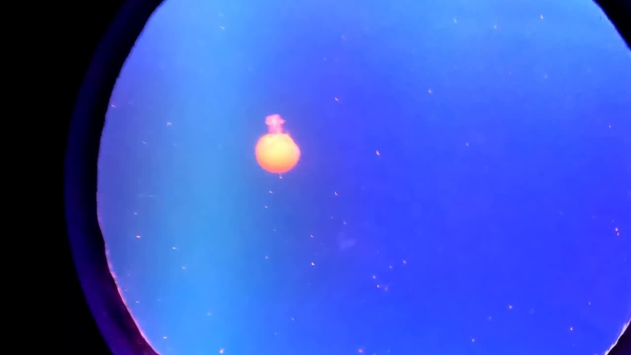 Jelly Fish in an Aquarium in Mazatlan Mexico