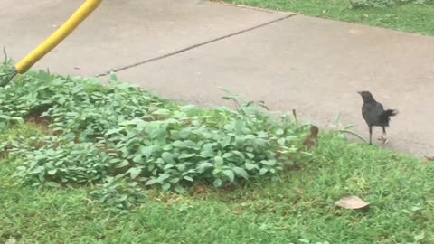 A bird couple walk on the sidewalk, seemingly discussing something.