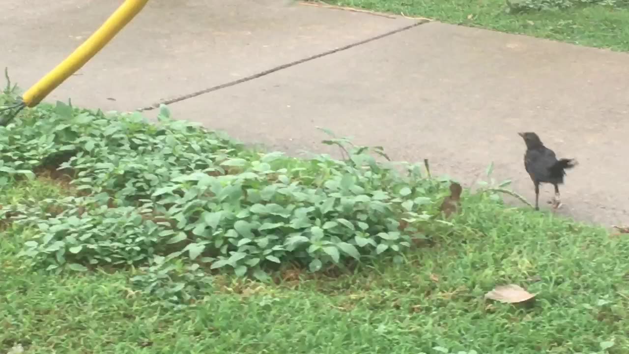 A bird couple walk on the sidewalk, seemingly discussing something.