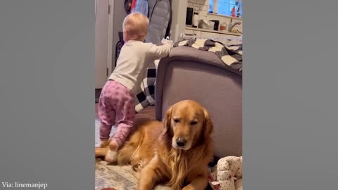 Cute and funny pet's they are funny as they are 😂