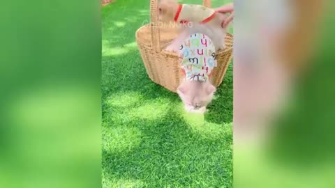 Funny Animal Videos