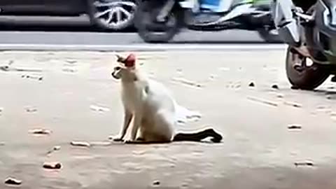 Must Watch: peregrine falcon vs cat #trending #animals #wildlife #cat #birds #fa