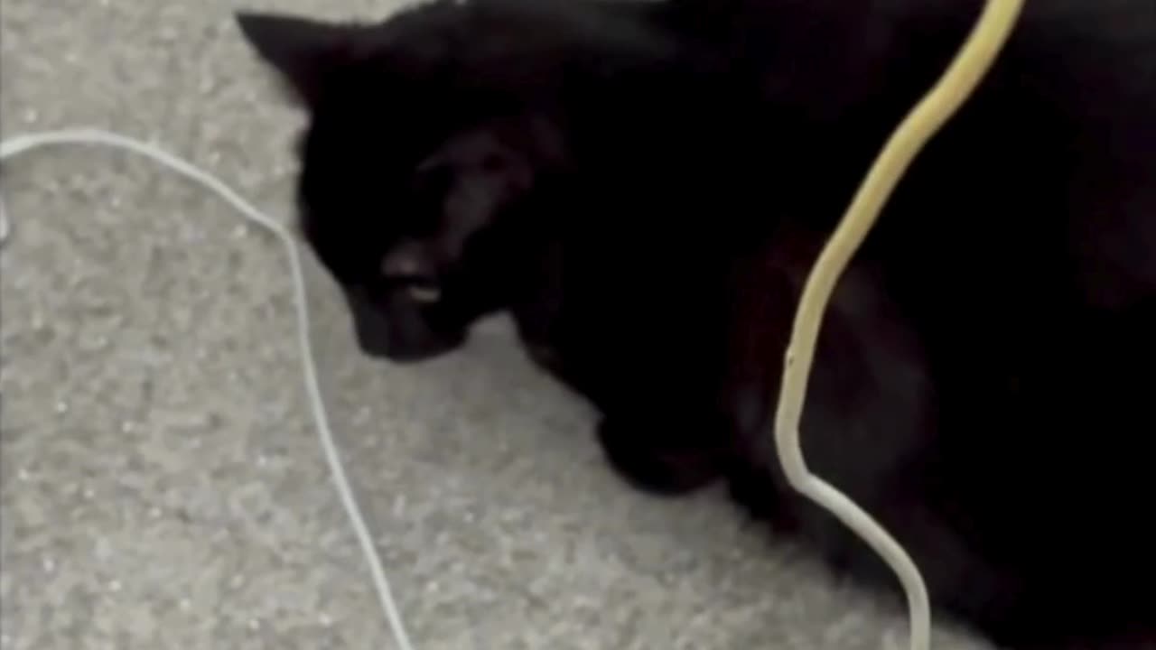 Cute Precious Piper Blocks Off an Unsafe Area - Adopting a Cat from a Shelter Vlog #shorts