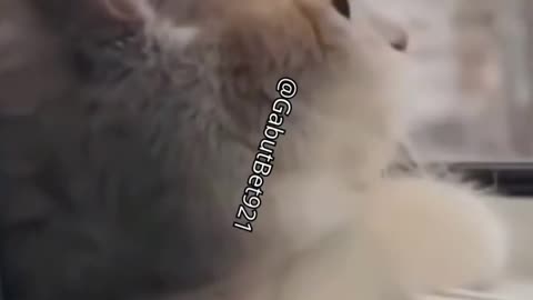 Sad cat