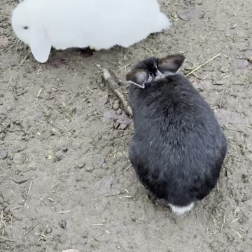 Black and White Bunny Yin-Yang Pair ♟️