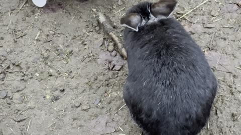 Black and White Bunny Yin-Yang Pair ♟️