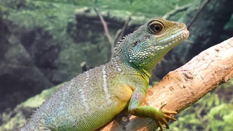 4k african animal