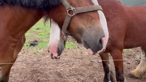Beautiful Clydesdale Work Horses Belding Hill Farms
