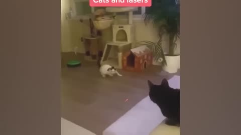 LOL Animals! New Hilarious Cat & Dog Videos You Can't Miss