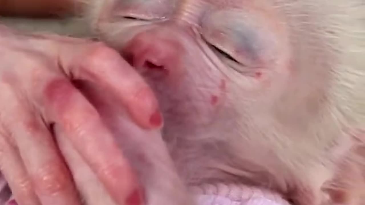 Cute monkey 3