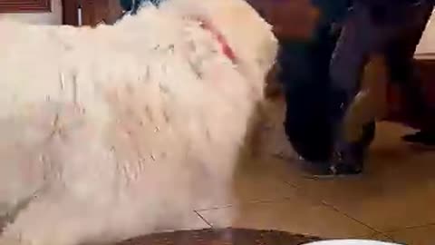 pet videos, dog tricks, dog training, barking dogs, dog fails, dog moments,