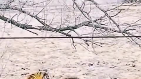 It's a very rare picture of a tiger attacking a lion