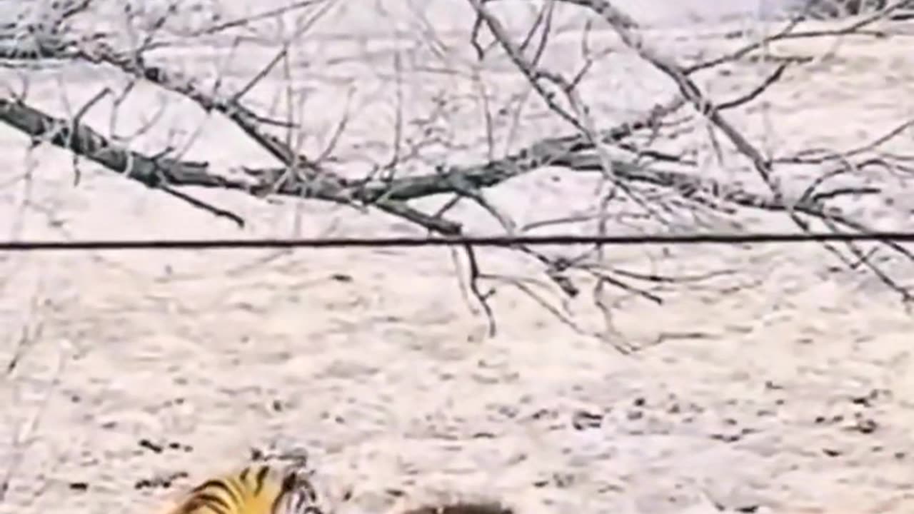 It's a very rare picture of a tiger attacking a lion