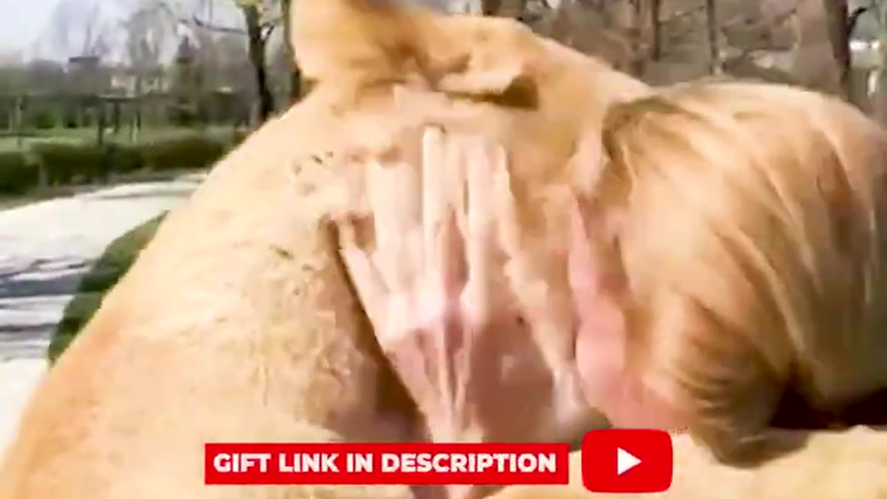 💔Heartwarming Video Shows Lions Expressing Affection