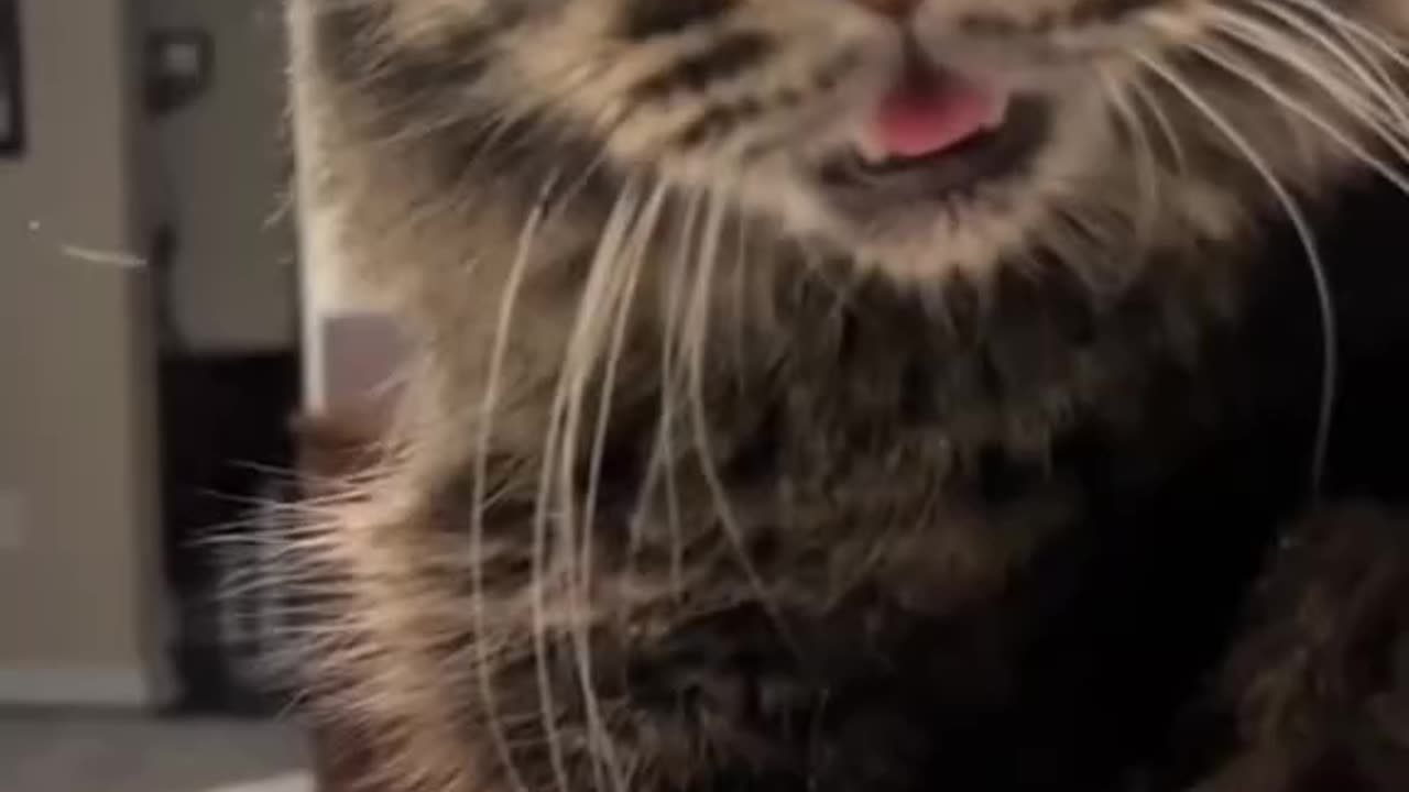 Cats are BIG Helpers !!