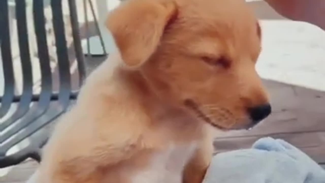 Cute little dog's reaction to being petted🐶
