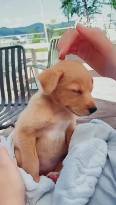 Cute little dog's reaction to being petted🐶