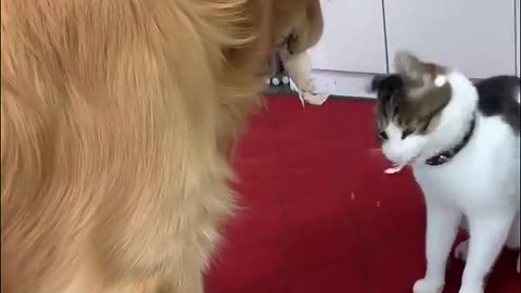 Warm coexistence of cats and dogs #foryou #cat #catlover #dog #dogs