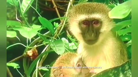 Monkey Chaos Caught on Camera! 🤯 You Won’t Believe What It Did Next…