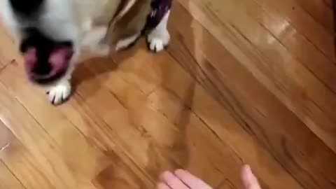 More Pet Ragebaiting