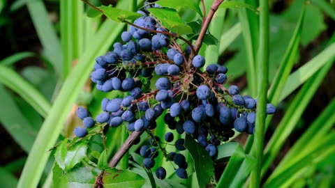 Significant Health Benefits Of Blueberries | Less Known Blueberries Health Benefits