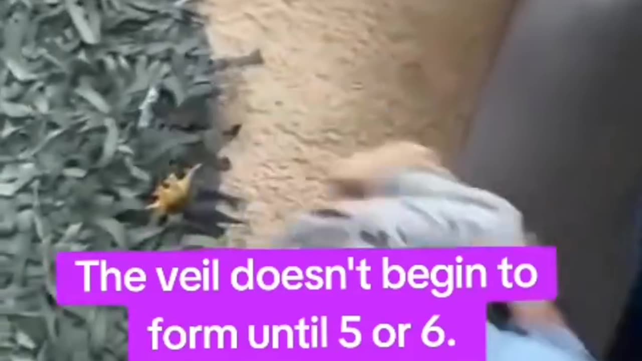 WHY ARE BABIES AFRAID OF GOOGLE AND ALEXA