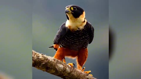 The Falcon's Power: Lessons in Speed and Precision