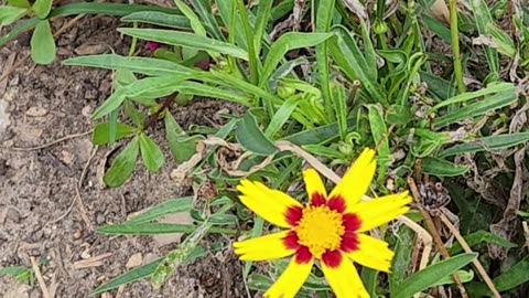 Choose Boutique Coreopsis vs the same old run of the mill straight yellow