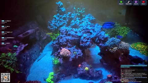 24/7 Real Live Reef Stream