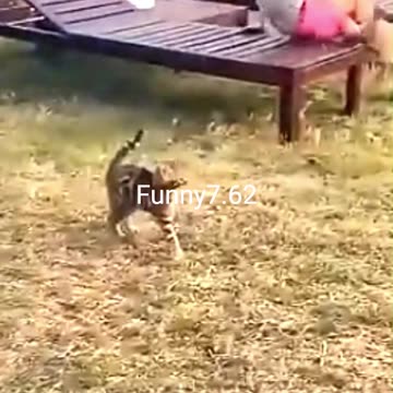 Strange and funny behavior of animals