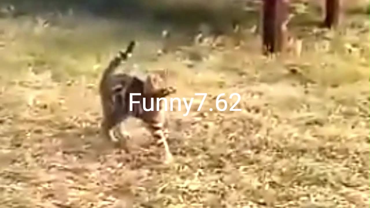 Strange and funny behavior of animals