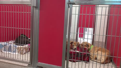 Buddy-on floor, head on bed 2y A870646 Yzma 8mos A871477 kennel 68 pod 3 PACC shelter20250618_587