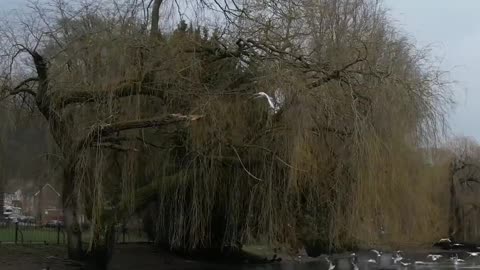 Ducks 🦆