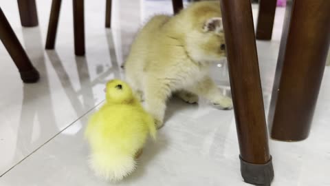 Cute kitten invites ducklings to play together