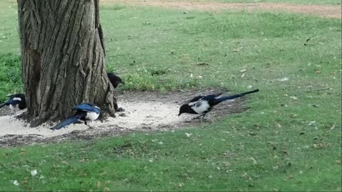 bird sound