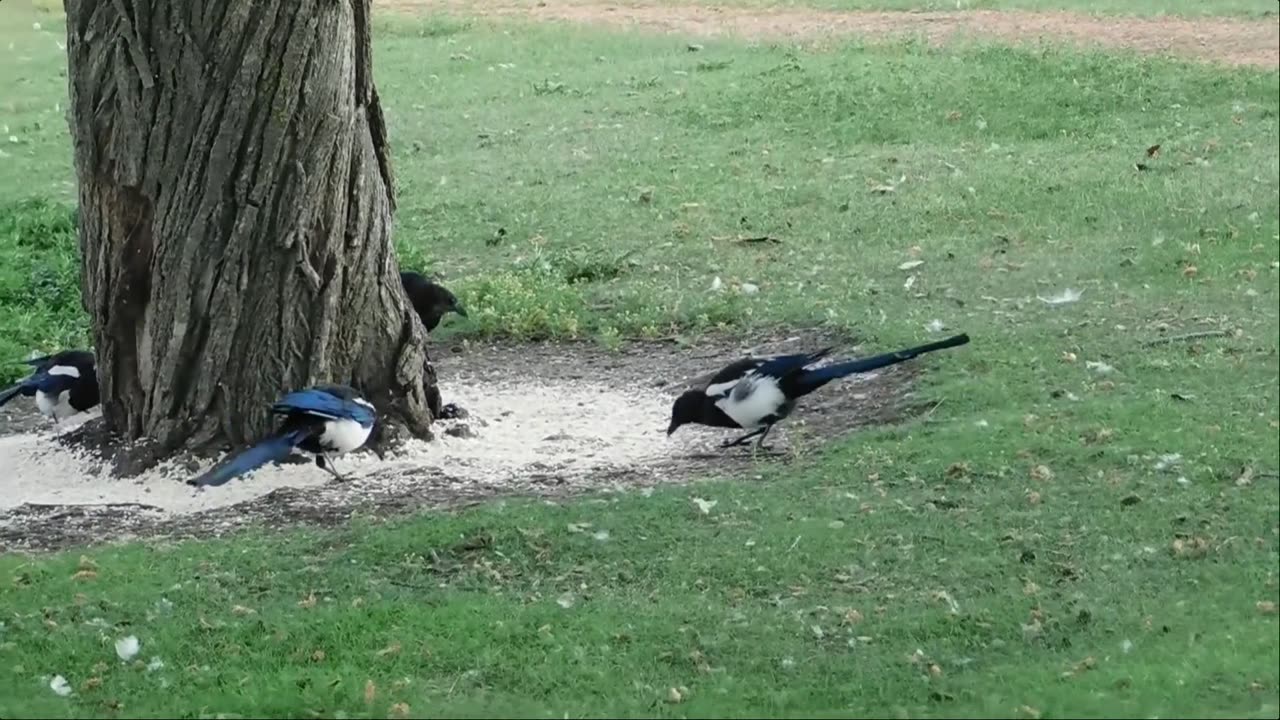 bird sound