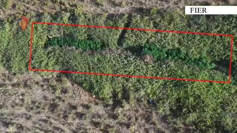 190 bimë kanabis i kishte fshehur mes shkurreve, arrestohet 41-vjeçari në Fier