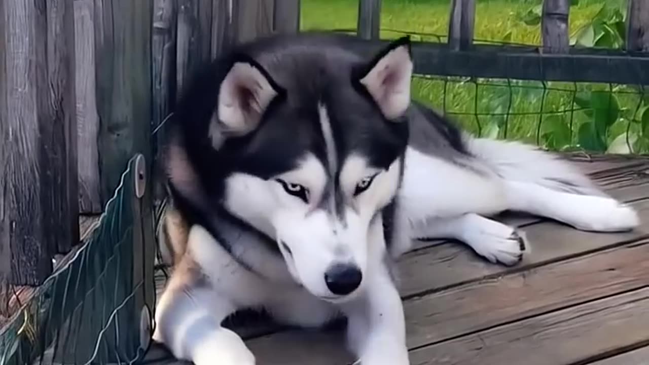 cute husky dog playing _puppy _dog _husky _doglover _pet _cuted
