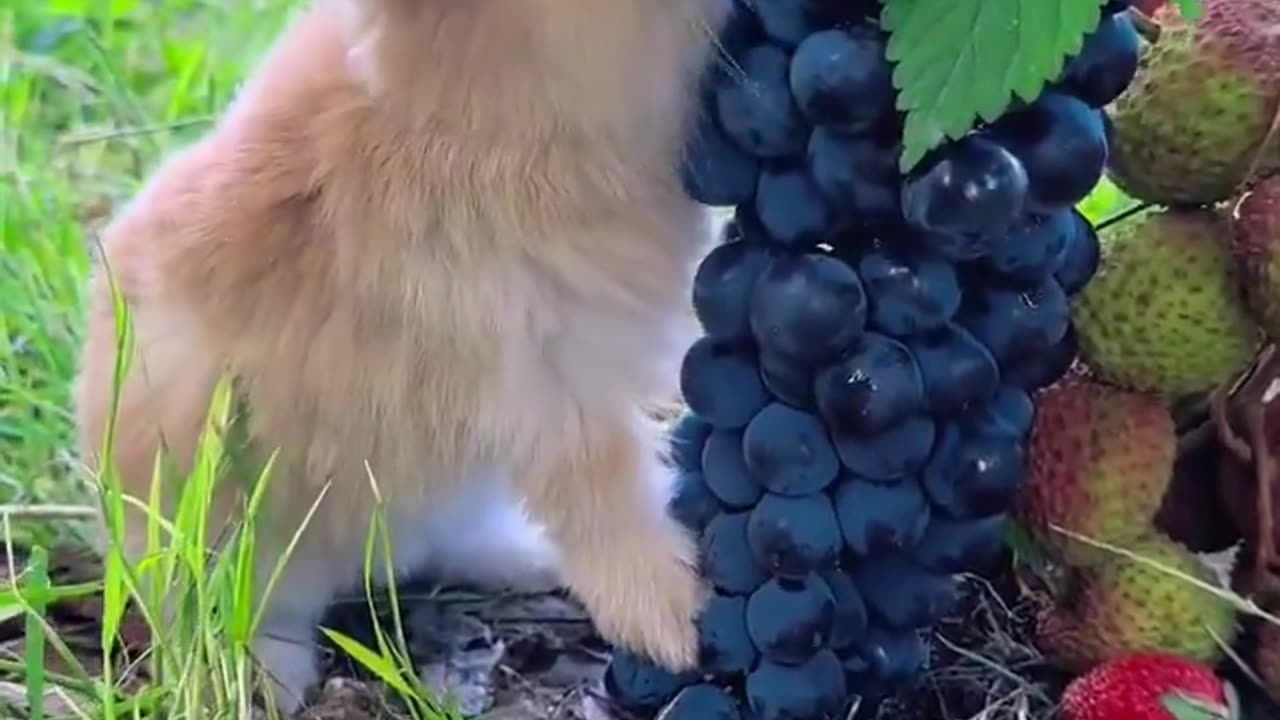 The little rabbit eats grapes without spitting out the grape skins 😔