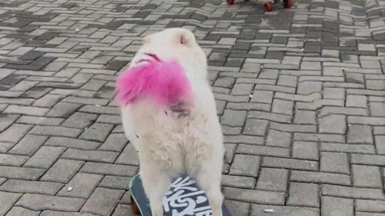 See three dogs playing skateboards