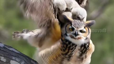 Snake Vs Bird baby real short viral video