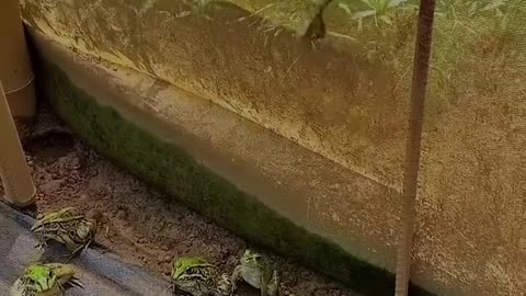 Animals Funny Video