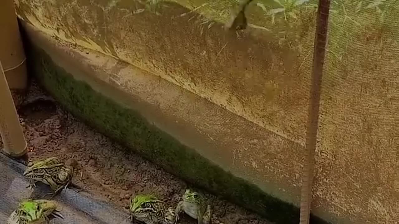 Animals Funny Video