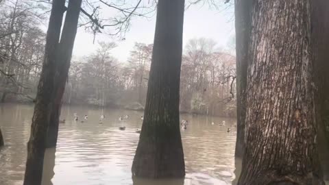 Cache River duck hunting