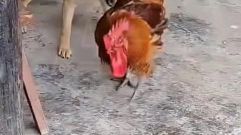 Funny video