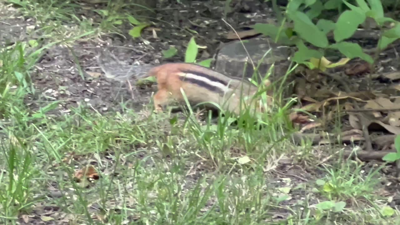 James Gardens June 30th visit compilation